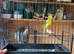 Canaries
