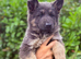 2 x KC Registered Blue & Tan German Shepherd Puppies