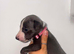 Blue kc whippet puppies