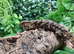 Chinese Crocodile Lizard at Birmingham Reptiles