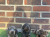Miniature dachshund puppies