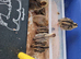 Japanese Corturnix quail (jumbo parents) unsexed. Hatched 24/05/2026