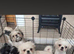 4 beautiful pugzu puppies