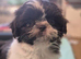2 Beautiful Choc parti Imperial Shih Tzu bitches