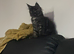 Maincoon&rsquo;s female
