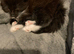 ragdoll / mainecoon kittens