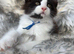 Outstanding GCCF Registered Maine Coon Kittens