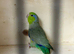 Male parrotlet