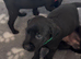 Black Labradors boys and girls
