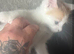 Male white and ginger kitten