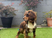 Working Merle Cocker Spaniel For Stud
