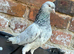 Pakistani pigeons