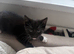 3 tuxedo kittys left!