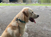 Gorgeous 13 month old trained Labrador