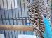 Budgies 6 months, 18 months, 24 months