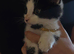 3 Beautiful Kittens 9 Weeks
