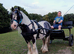 Fun Second Pony
