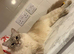 2 stunning blue lynx point sisters
