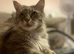 Maincoon X