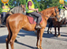 EYE-CATCHING BRP WITH REAL PRESENCE, A KIND NATURE, AND A STANDOUT, AFFECTIONATE PERSONALITY.