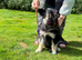 Reduced ready now Kcreg pups from health tested parents