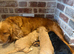 F1 cockapoo puppies