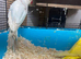 3 ringnecks 2 cocks 1 hen