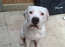 American bulldog x staff