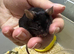 Really friendly male black fancy mouse with full set up