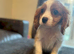 CAVALIER KING CHARLES PUPS KC REG READY NOW