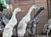 Indian Runner Ducks