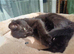 Black boy 9 weeks ready to be rehomed