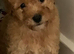 Teddy bear Poochon puppies