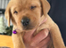 Two Labradors retriever puppies
