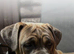 2.yr old female cane corso