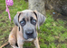 BEAUTIFUL CANE CORSO x BANDOG FEMALE PUPPY