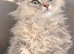 British chinchilla kitten