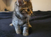 Cute & Playful baby cat Ready for New Homes