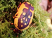 Pachnoda fissipunctum adult beetles