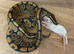 Grown on baby royal/ball pythons