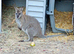 Wallabies 1 years old m/f pair