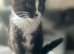 Beautiful 14 week old female kitten