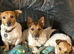 Miniature Jack Russell tri coloured boy puppy ready in two weeks
