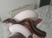 Royal pythons for sale