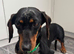 Female 3 year old Miniature Dachshund