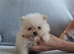 Stunning KC teddy bear Pomeranian Puppies