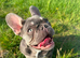 Prada for rehome