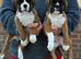FIVE STAR BREEDER of lovey boxer puppies
