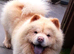 PEDIGREE MALE AND FEMALE CHOW CHOWS