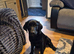 Labador retriever kc girl 18 wks